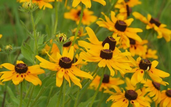Yellow petals surrounding round, red, coned center.