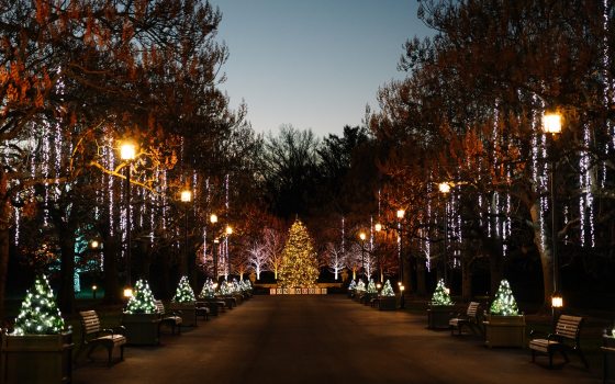 Outdoor Christmas lights and decorated trees aligning a path at Longwood Gardens.