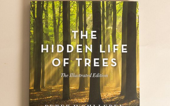 A book cover with tree trunks and the title The Hidden Life of Trees on the cover.