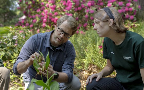 Two people squatting down examining a plant. 