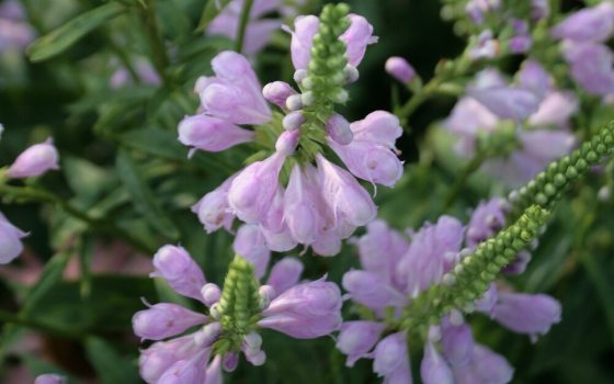 Light purple flowers. 