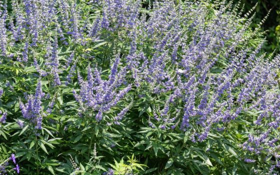 Shrub with purple flowers and green leaves