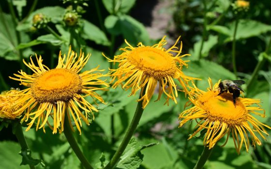 Four yellow flowers with a honeybee resting on one.