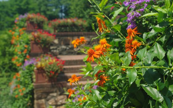 A stone staircase in the background with orange flowers in the foreground.