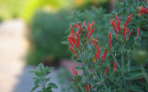 Red tall flowers along a stone path. 