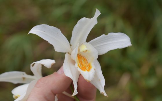 A white orchid bloom is held in hand.