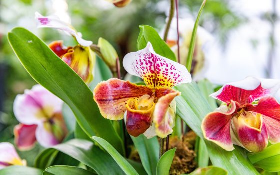 A vibrant orchid blooms in colors of pink, purple, white, and yellow. 