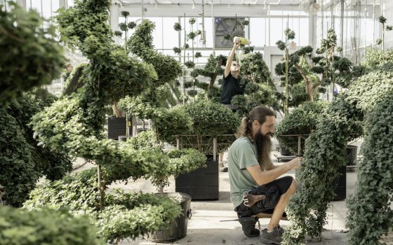 Two horticulturists tend to cascading chrysanthemum plants in a greenhouse.