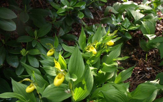 Greater yellow lady's slipper blooms in a shady area with green foliage and large yellow flowers.