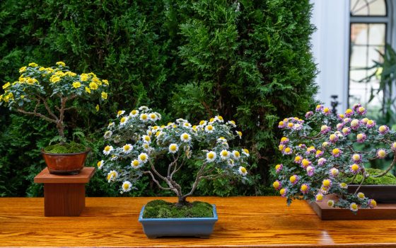 Three bonsai chrysanthemums on a wooden display table against a backdrop of evergreens and a large window to the right, in an indoor conservatory.