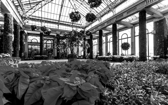 The inside of the Longwood Conservatory during Christmas in black and white.