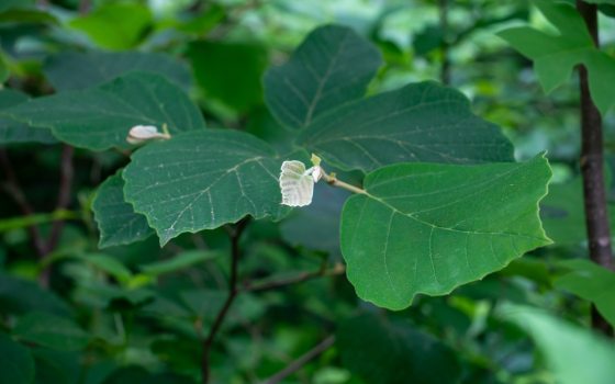 The large green leaves of Hamamelis ovalis, also known as big-leaf witch hazel