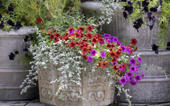 A stone plant container with red and pink cosmos overflowing out of the pot. 