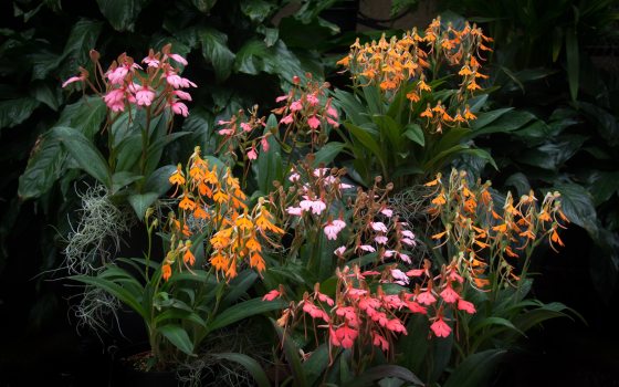 Pink and orange Habenaria flowers against a black backdrop.