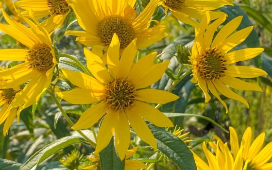 Yellow flower inflorescences against green foliage