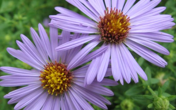 Purple flowers against a green background