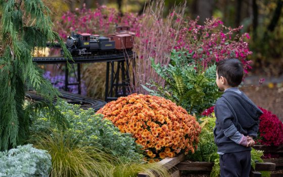 A young child watches a black model train engine pull cars along a railway track through an outdoor garden filled with autumn textures and colors.