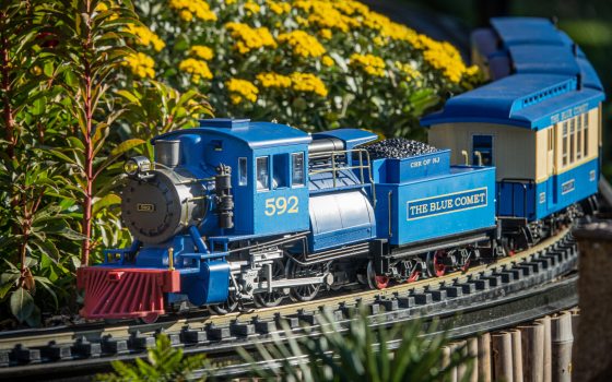 Closeup of a bright blue model train engine, Number 592, The Blue Comet, on railway tracks through a garden planted with yellow chrysanthemums.