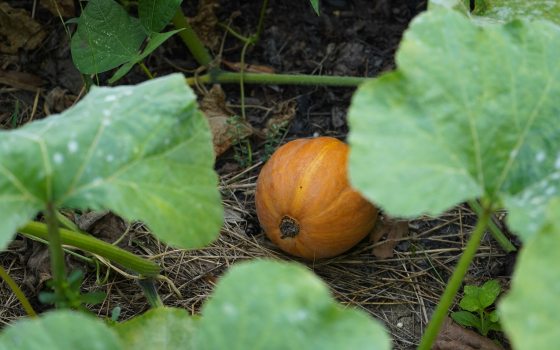 An orange squash growing on the vine in a garden.