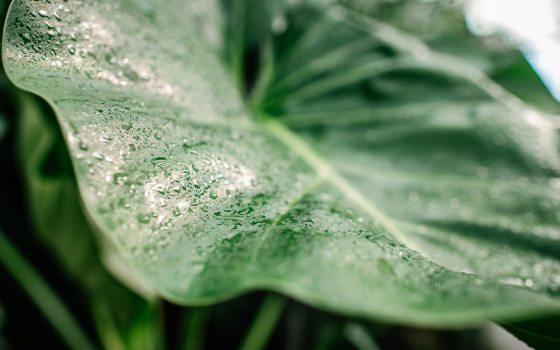 A close up of a large green leaf with a light mist of water on top.