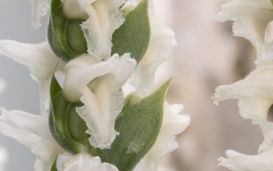 White orchid flowers in an inflorescence 