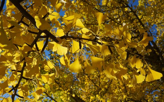 Yellow fan-shaped leaves on a branch