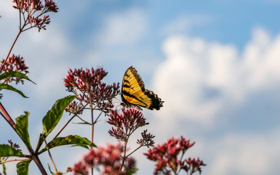A yellow butterfly perches on the pink flowers of Joe-pye weed amidst a cloudy blue sky