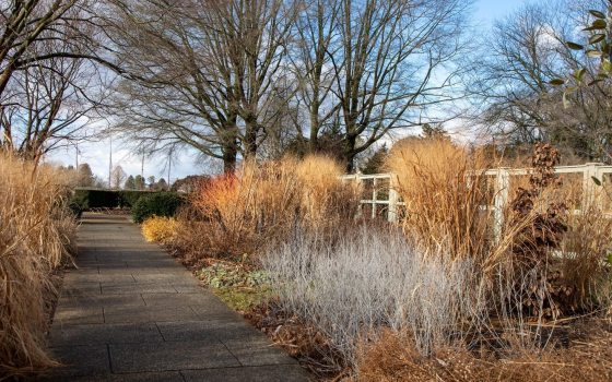 A winter landscape at Longwood Gardens featuring tall grasses and bare trees. 