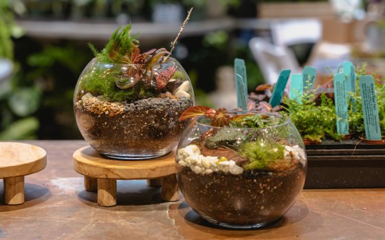 Two fishbowl shaped open top terrariums filled with small plants.