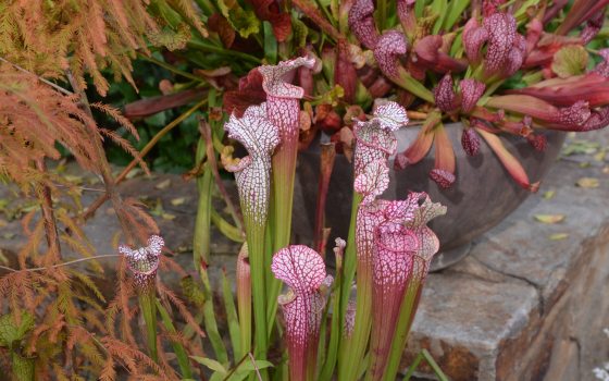 Closeup of plants with tubular green stems turning to veined and speckled red and pink hooded mouth-like top.