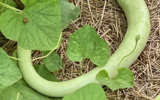 Long snake-like gourd on the ground with cordate leaves