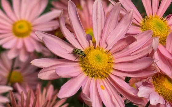 Pink and yellow flower inflorescence with a beetle in the center