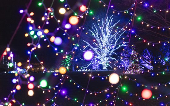 One large deciduous tree and other background trees are lit with Christmas lights, as viewed through closeup strands of colored Christmas lights in the foreground.