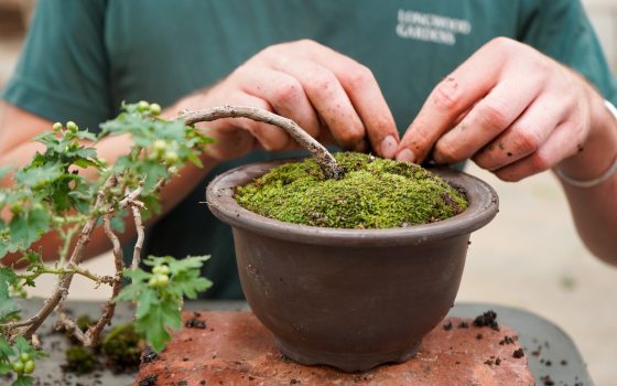 A person's hands working on potting a bonsai in a brown terra cotta pot.