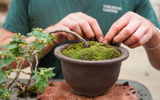 A person potting a bonsai in a brown pot topped with moss.