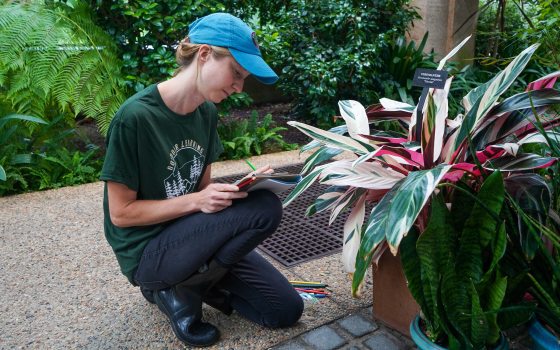 Woman kneels to observe and draw a plant in the Conservatory. 