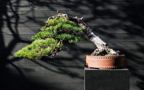 Closeup of windswept bonsai tree, against a dark wall covered with shadows of branches.