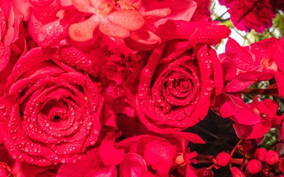 Closeup of bright red rose-like flowers in various stages of bloom.
