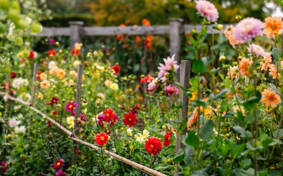 A bed of dahlias in a variety of colors, types, and heights.