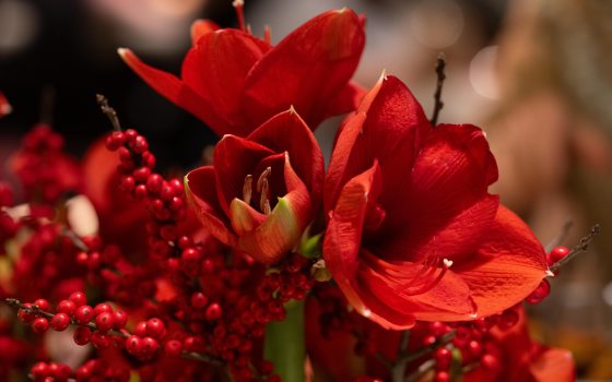 Closeup of red amaryllis in a restaurant.
