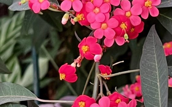 Red bracted pseudo-flowers