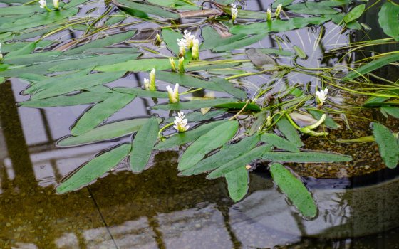 Aquatic plant with long, green leaves and clusters of white flowers floating on the water