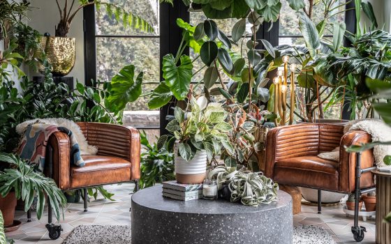 An indoor room with two tan leather chairs surround by plants of all varieties and heights.