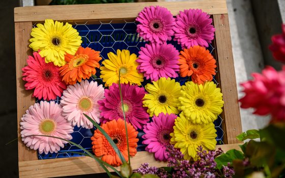 Gerber daisies in a variety of colors laid out on a framed wire tray.