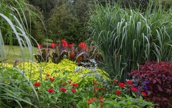A lush summer garden bed with tall grasses, red canna, and a variety of other flowers in bloom.
