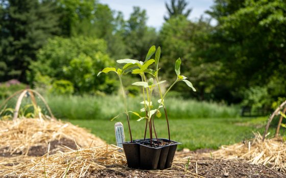 A seedling in a black plastic pot, resting on top of a garden bed waiting to be planted.