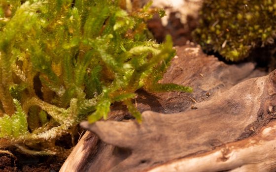 Close up of a piece of driftwood and moss. 