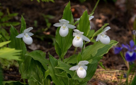 White orchids growing outdoors.