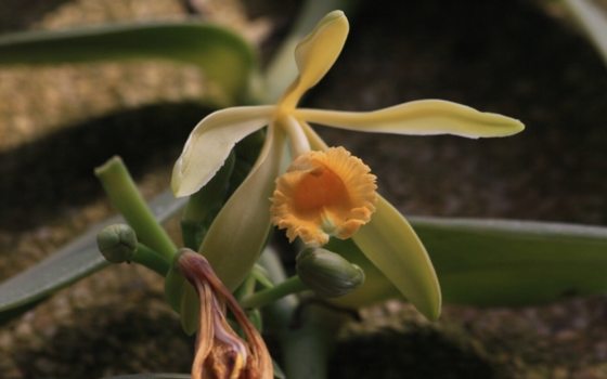 A close up of a vanilla orchid, with light shades of yellow and orange on its petals.