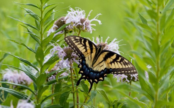 A yellow and black butterfly resting on wildflowers in a meadow.